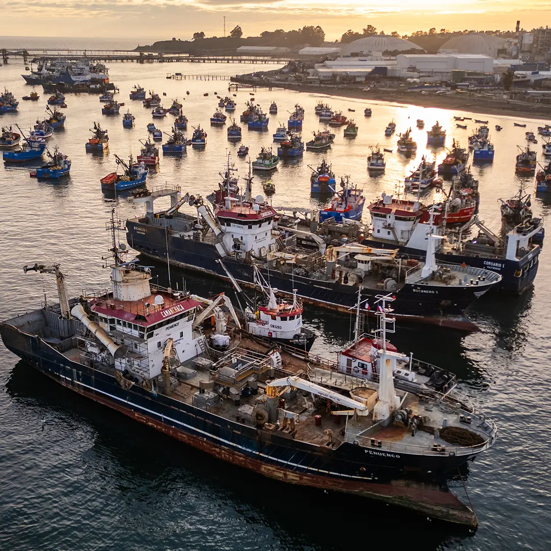Aerial view of several large fishing vessels docked closely together in a harbor, with many smaller boats scattered across the water and a coastal city in the background at sunset.