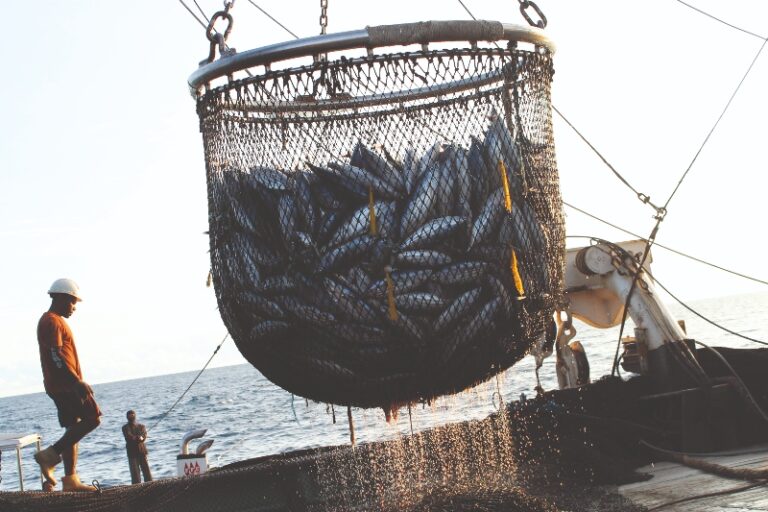 A scoop is used to haul tons of tuna onto the deck of the purse seine fishing boat