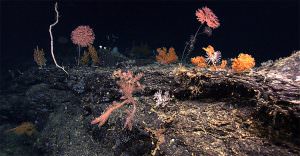 Deep water seamounts are rich with diversity