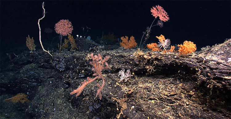Deep water seamounts are rich with diversity