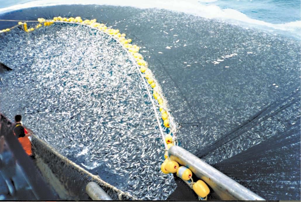A school of about 400 tons of jack mackerel encircled by a Chilean purse seiner