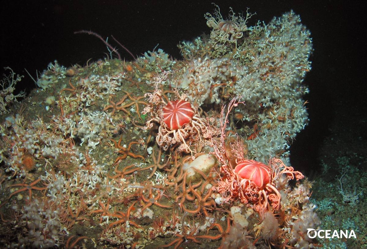 A pair of basket stars and dozens of brittle stars nestle among Lophelia pertusa, the only known species of reef-building cold-water coral in the Footprint Marine Reserve south of Santa Cruz Island. This coral species was only thought to inhabit waters off Europe until it was discovered here a few years ago. (Oceana)
