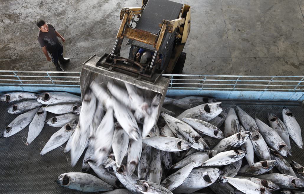 Frozen bigeye tuna are loaded onto a truck at Dong Gang Wholesale fish market