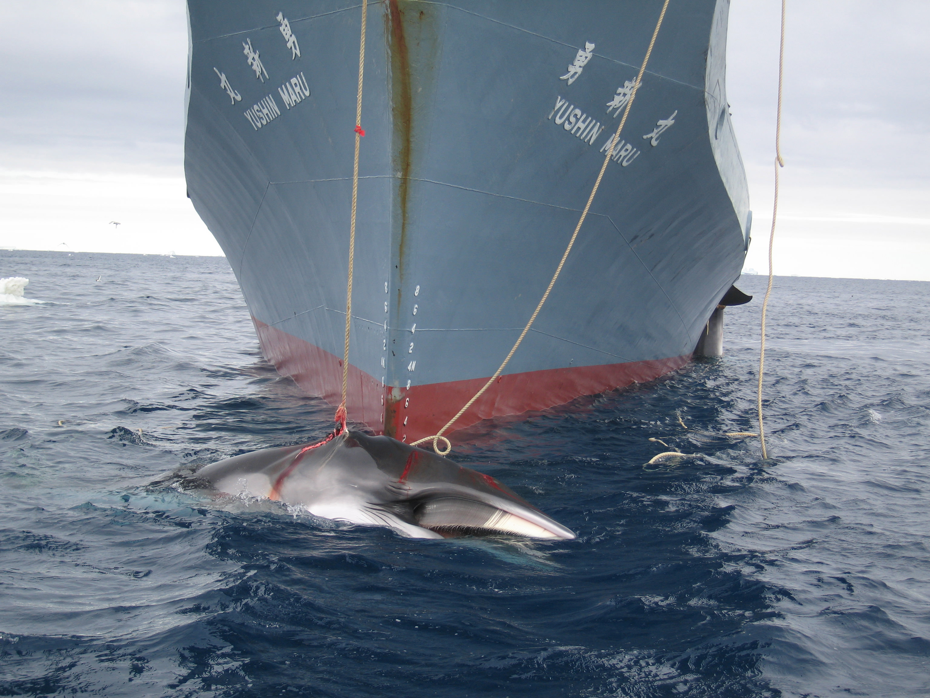 A whale is captured by the Yushin Maru. / photo: Australian Customs and Border Protection Service