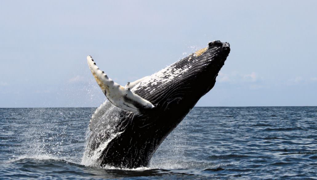 Whale photo