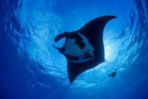 Giant Oceanic Manta rays (Manta birostris) draw thousands of tourists to the Revillagigedo Islands off the west coast of Mexico. (photo courtesy: Octavio Aburto)