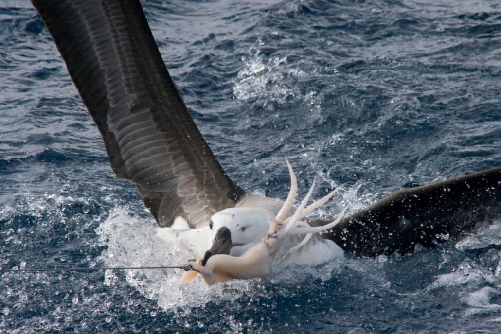 Black browed Albatross