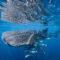 Satellite Technology Can Reveal Collision Risks for Whale Sharks