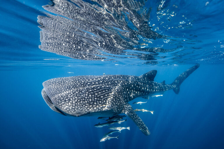 Satellite Technology Can Reveal Collision Risks for Whale Sharks