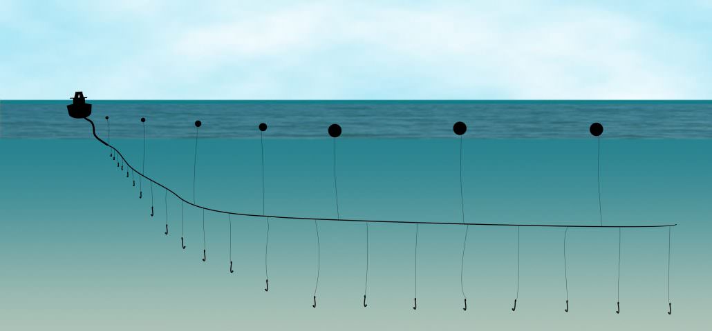 fishing longline draw