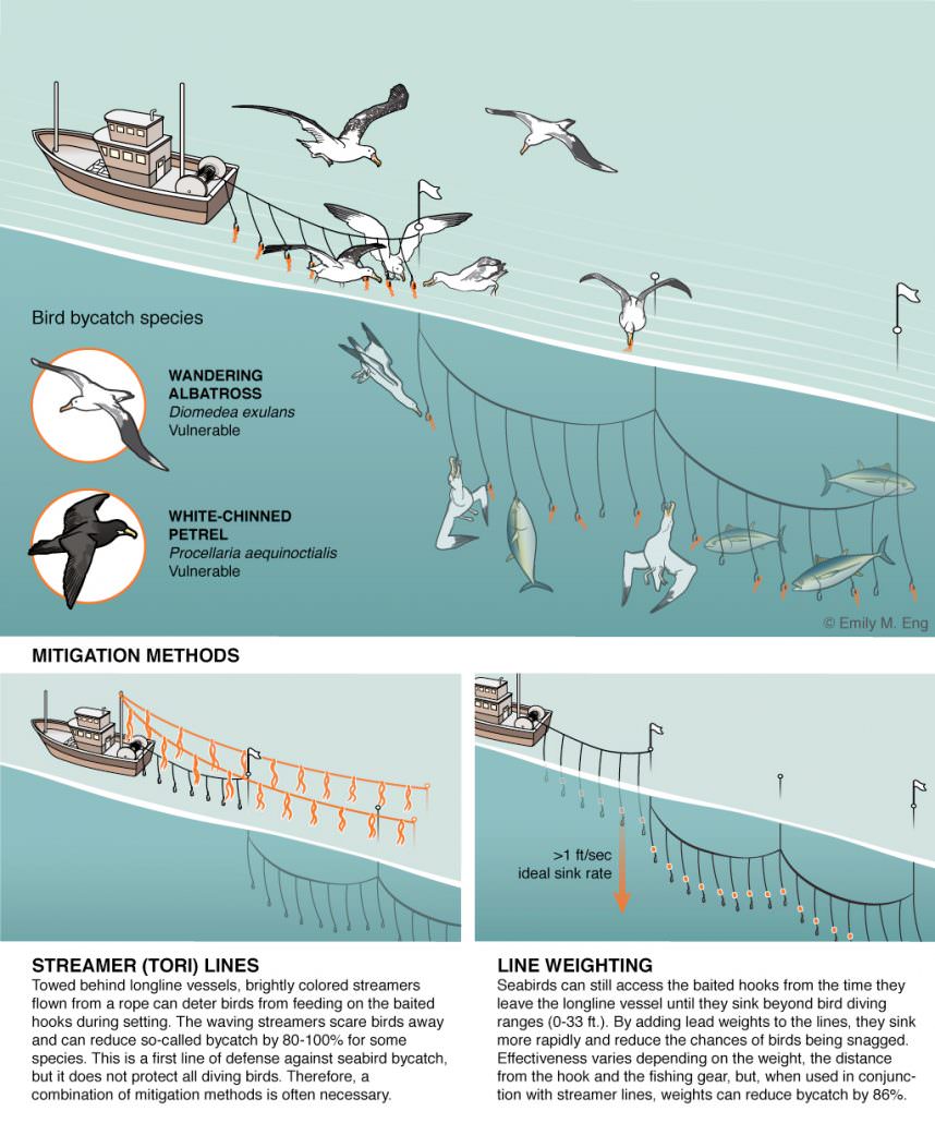 The Tale of the Albatross and the Algorithm - Global Fishing Watch