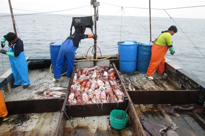solorobalizas: La pesca del calamar con potera desde embarcación