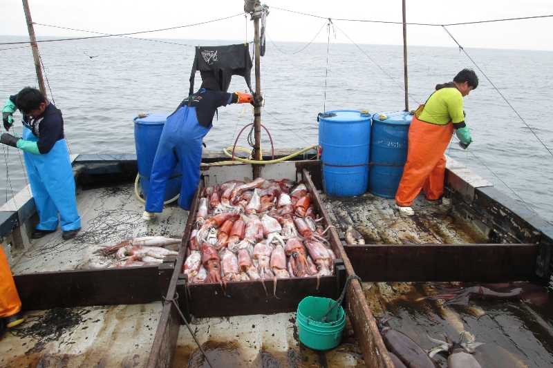 Fishing The Squid Grounds - The Fisherman