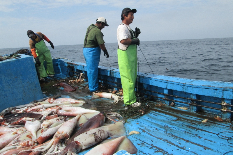 Peruvian artisanal vessel capturing giant squid