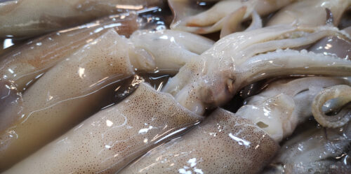 ¿De dónde viene tu calamar? Según un nuevo estudio internacional, es muy probable que provenga de aguas no reguladas