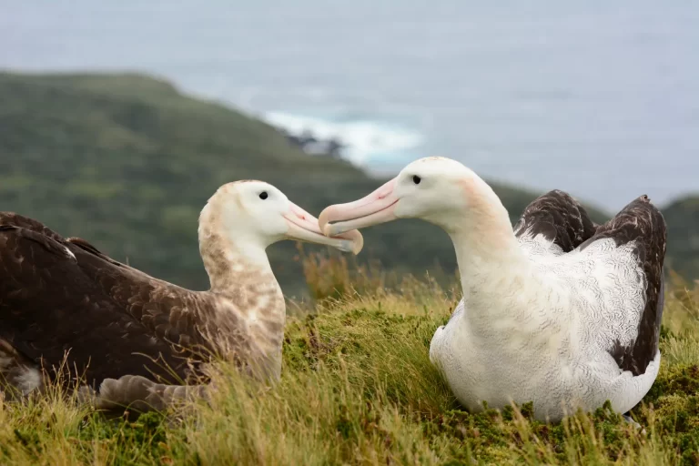 La IA ofrece esperanza a los albatros amenazados por las flotas pesqueras de palangre