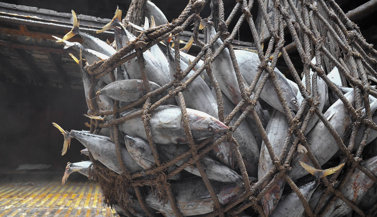 Tuna in net