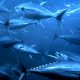 Tuna Marine Protection