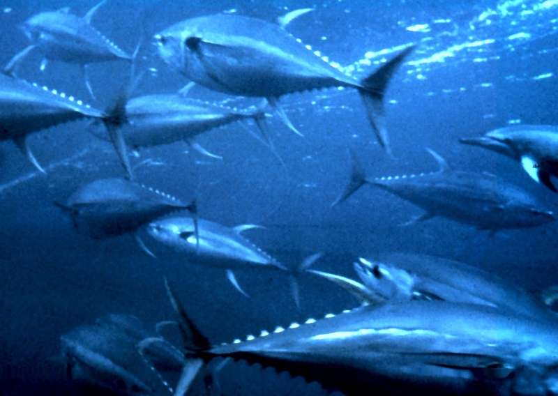 Tuna Marine Protection