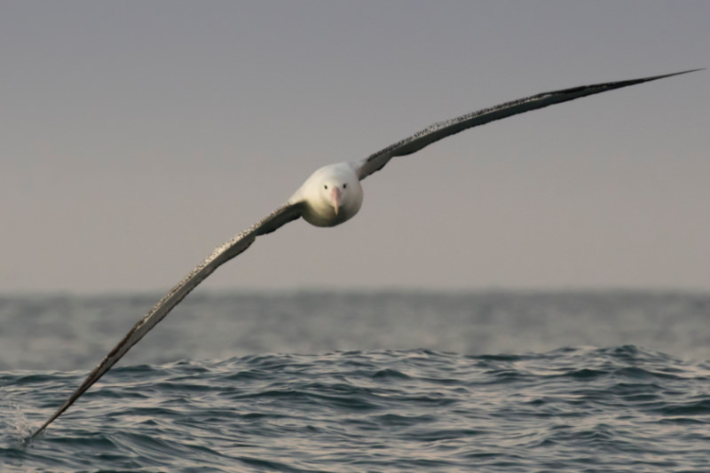 The Tale of the Albatross and the Algorithm - Global Fishing Watch