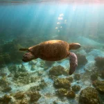 Technology and Innovation for Marine Protected Areas Management