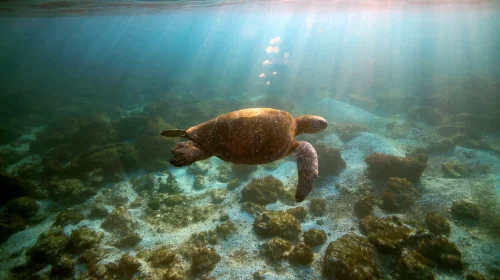 A sea turtle swims underwater over a rocky, sunlit ocean floor as rays of sunlight filter through the clear water from above.