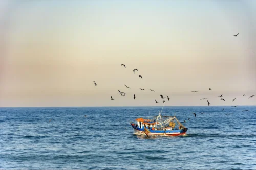Un barco pesquero navega por el mar en calma bajo un cielo despejado, rodeado de aves marinas que vuelan.