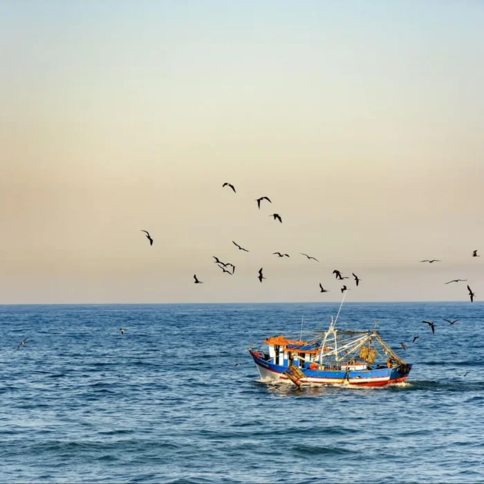 Un barco pesquero navega por el mar en calma bajo un cielo despejado, rodeado de aves marinas que vuelan.