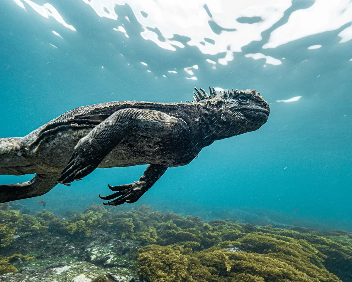 A marine iguana swims underwater above a rocky, algae-covered seabed, with sunlight filtering through the clear blue water from above.