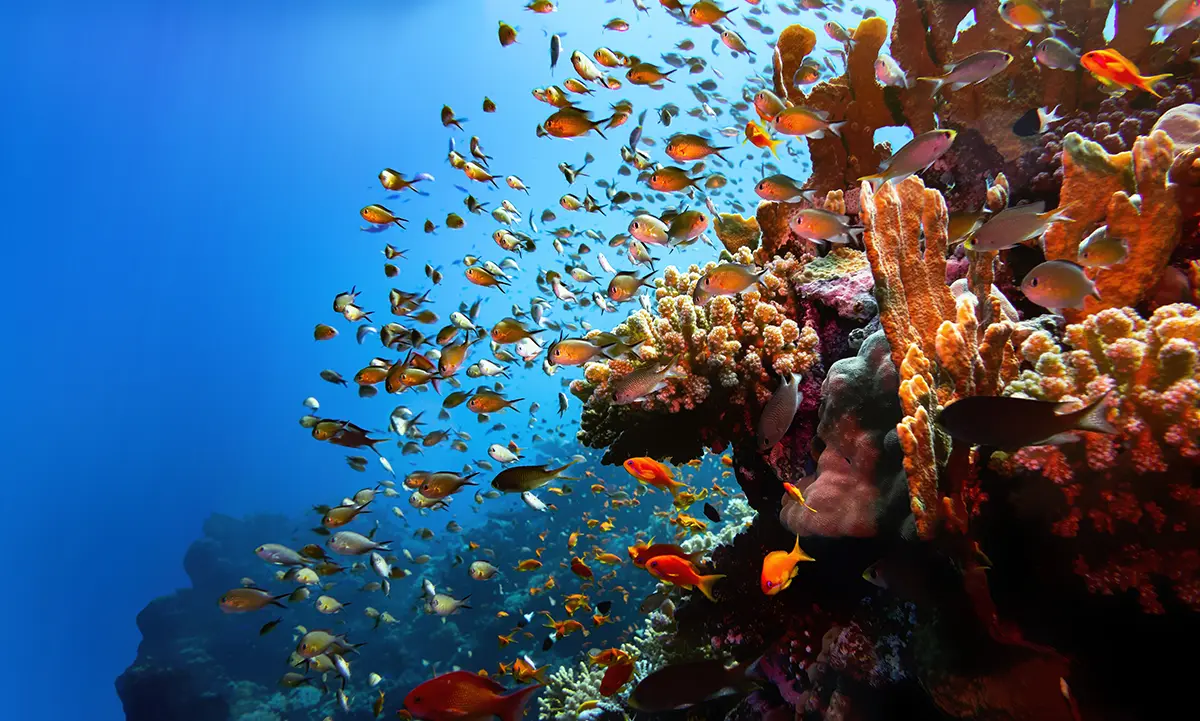 Un vibrante arrecife de coral repleto de peces de colores y diversas formaciones coralinas bajo aguas azules y transparentes, que muestra el animado ecosistema marino del océano.