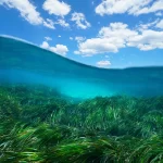 Technology Supports Marine Protection in the Mediterranean Sea
