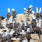 Seabirds: An Unexpected Ally in Fisheries Monitoring