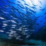 From Detection to Deterrence: How Vessel Tracking Is Helping Protect Panama’s Coiba Ridge