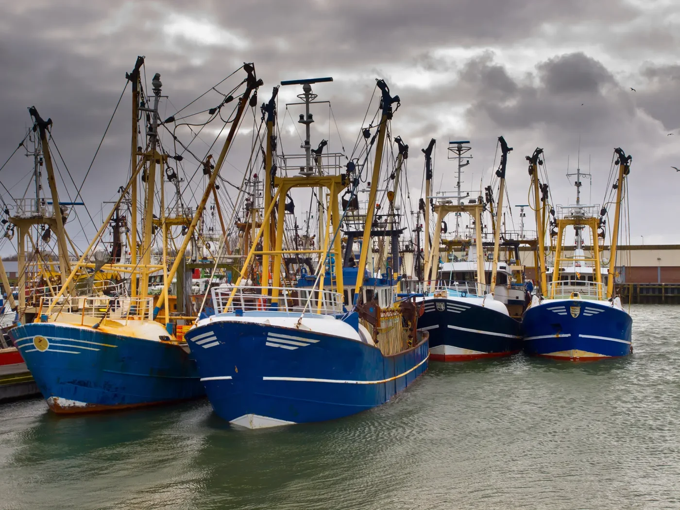 Several large blue fishing boats with tall yellow masts are docked side by side at a harbor under a cloudy, overcast sky. The scene highlights the connection between local industry and ocean biodiversity amidst slightly choppy waters.