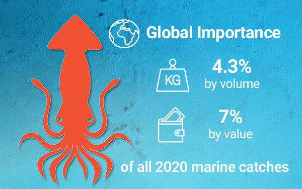 Data advances understanding of global squid fishing fleets