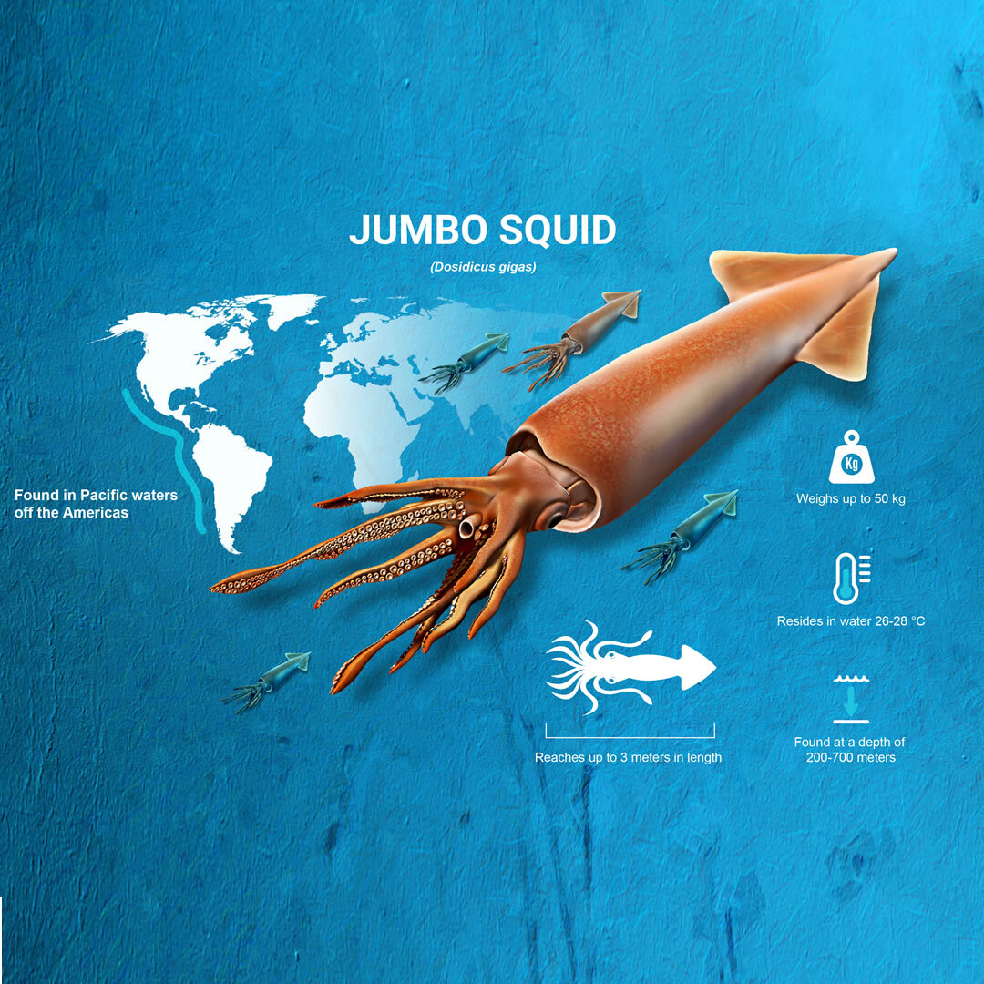 Peruvian jumbo squid fishery FIP demonstrates effective collaboration  between industry, government