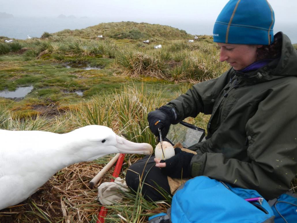 stephanie winnard measuring albatross egg