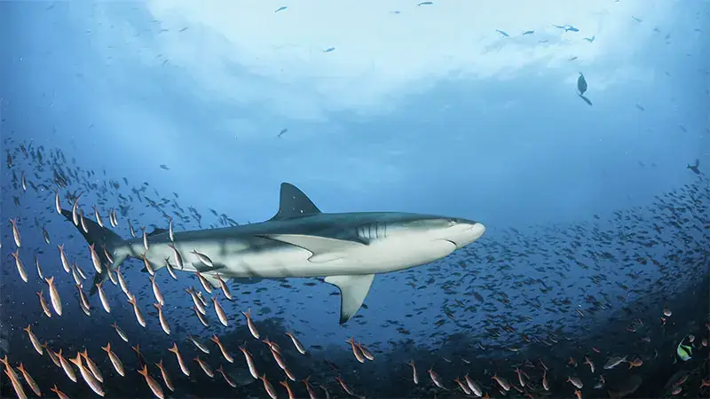 A shark underwater swimming with a school of fish